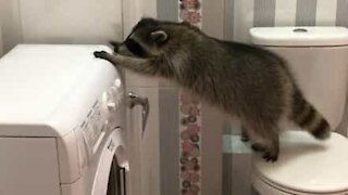 Raccoon falls between toilet and washing machine