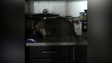 A Cat VS A Toaster Popping