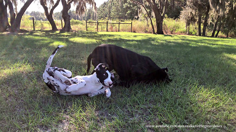 Playful Great Danes have epic wipeout on camera