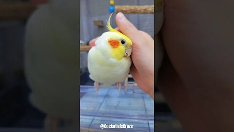 Cute Lutino Cockatiel ❤️😍💖