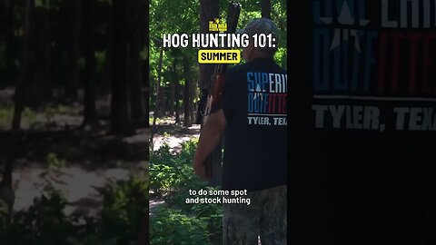 Why you should hunt hogs in the summer! #shorts