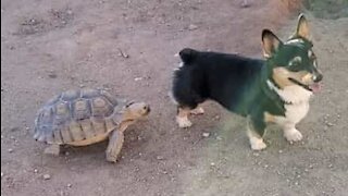 Corgi and turtle play tag