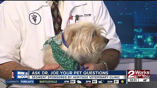 Ask Dr. Joe Your Pet Questions