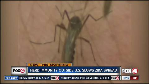 Experts: Herd immunity outside U.S. slows Zika in Florida