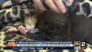 Maryland SPCA hosting a kitten shower Saturday