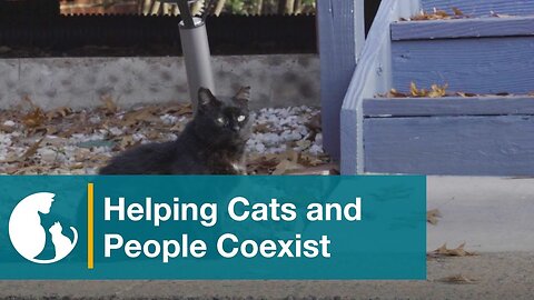 Helping Cats and People Coexist