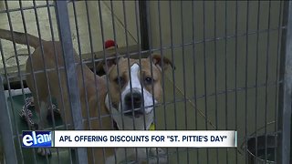 Cleveland APL lowering adoption fee to $17 for pit bull, pit bull mixes for 'St. Pittie's Day'