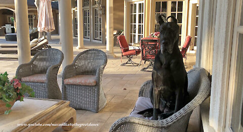 Regal Great Danes Relax Like The Peoples Do By The Pool