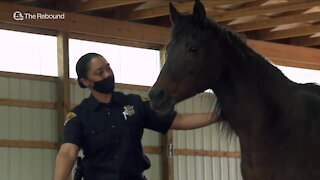 Equine therapy helps Cleveland police officer cope with department tragedies