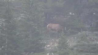 VELVET MANIA VIDEO 2 BULL ELK