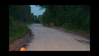 Deer in the Road