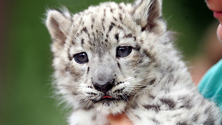 Adorable Baby Snow Leopards Playing