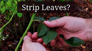 Strip Leaves From Your Roses?