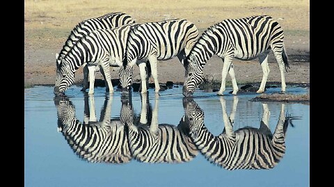 Zebra habitats