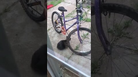 Squirrel Taunting Cat! | Like Whack-a-Mole haha