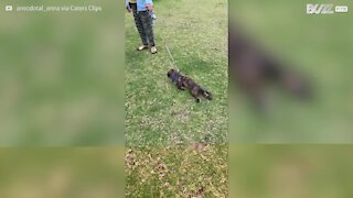 Cão recusa-se a abandonar o parque