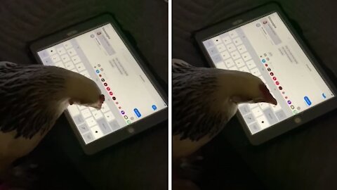 Chicken caught sending text messages on owner's tablet