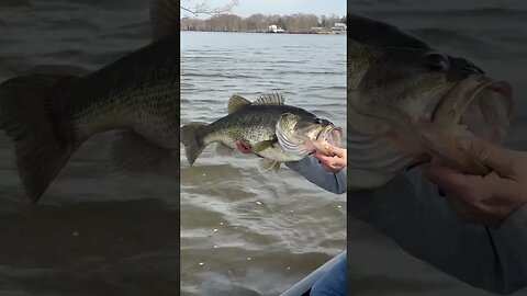 Big Bertha on the Chickahominy! #bassfishing #fishing #rangerboats