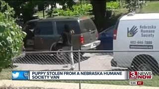 Dog snatched from Humane Society van on camera