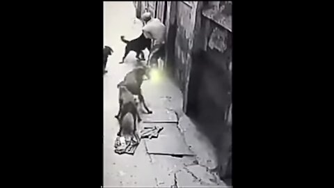 Rottweilers Attacks A Man As He Pets Them