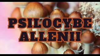Psilocybe Allenii Rare Magic Mushroom
