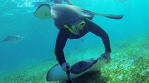 Swimmer meets extremely friendly stingrays in Belize