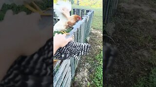 Hand feeding the flock is so fun! #offgrid #chicken #offgridliving #ducks