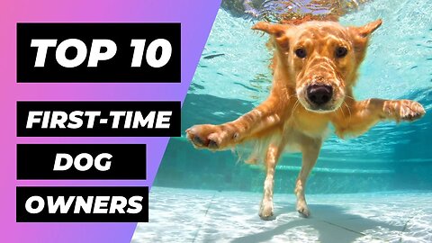 TOP 10 Dog Breeds for FIRST-TIME Owners | 1 Minute Animals