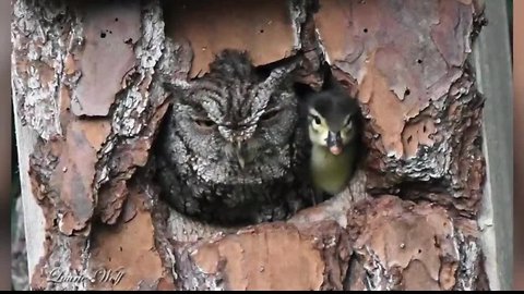 Photographer caputures image of owl, baby duck together looking out from hole in tree