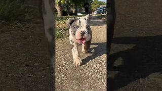 Good morning from the puppy ☀️🐶🐾 #treyco #akcregistered #bulldog #bully #exotic #bullies #trimerle