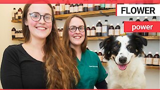 Twins have opened a vet surgery which treats pets with herbal remedies