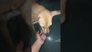 my first vlog ❤ 🐕 इनको रोटी हाथ से खाना है। 🤣 #shorts #clips 2