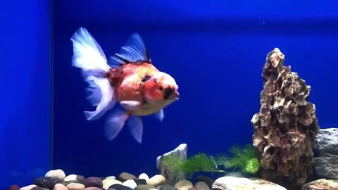 Goldfish kingdom Beautiful oranda-4