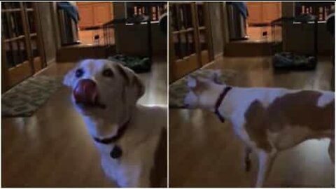 Il giochino del cane spaventoso in slow-motion