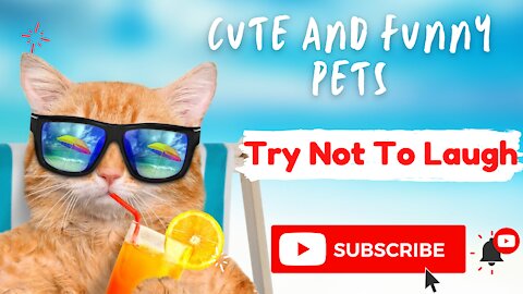 💗Cute And Funny Pets | Try Not To Laugh To These Pets Compilation 💗