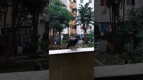 Watch the Crow catch and eat food. 😊