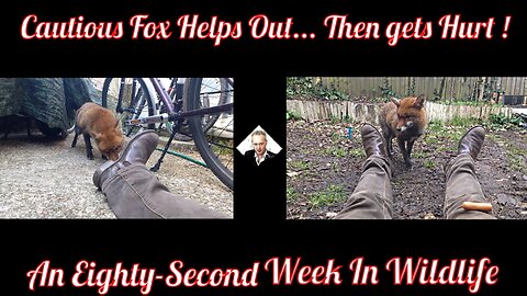 A Eighty-second Week In Wildlife - Cautious Fox Helps Out - Then Gets Hurt !