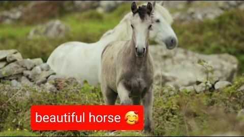 in this video, see a beautiful horse riding across the farm