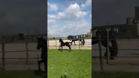 Pony Got The Moves tiktok poortershoek friesians