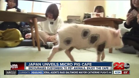 'Micro pig cafe' in Japan