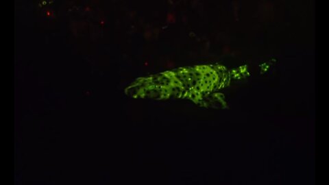 Sharks That Glow In the Dark