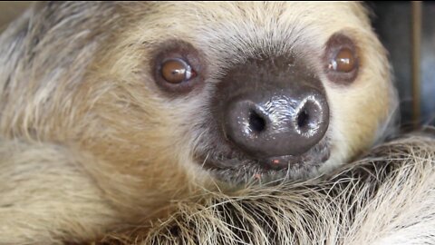 Meet Fernando: Phoenix Zoo's first sloth - ABC15 Digital