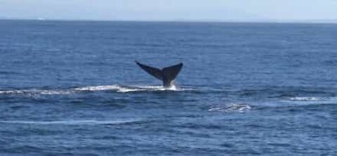 Raro número de baleias azuis avistadas na Califórnia