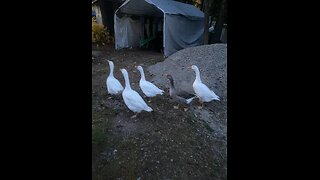 Feeding Time for the Goose Family