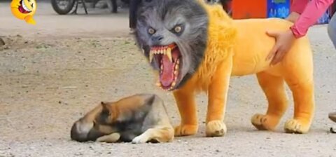 Fake Big Lion Prank Dog So Funny Can Not Stop Laugh Must Watch New Funny Prank Video 2021