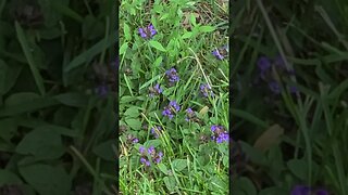 blue flowers #shorts