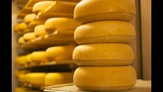 The Basic of Cheesemaking