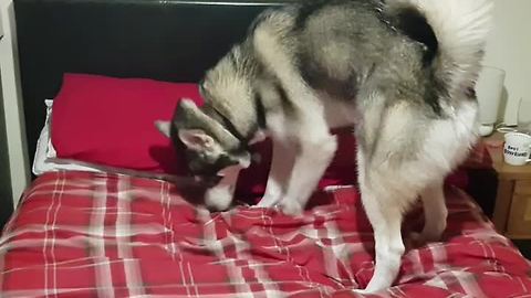Husky's bizarre bedtime routine will crack you up!
