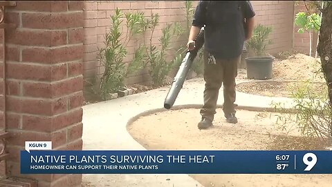 Saguaro cacti struggle to survive the heat