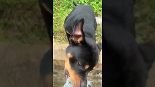 Cute dog goes for a walk #shorts #short #viral #trending #subscribe